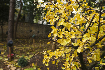 Yellow Ginkgo Biloba or Maidenhair Tree Leaves in Autumn Time