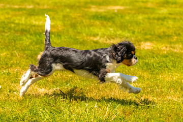 A cute puppy running