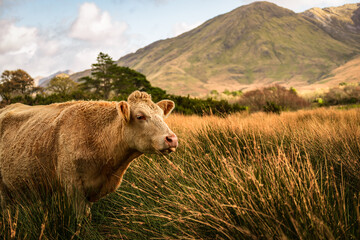 Cow on the field of Connemara National Park, County Galway, Ireland