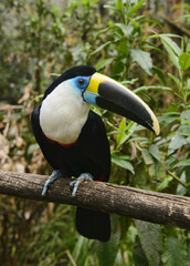 White-throated Toucan (Ramphastos tucanus), Ecuador