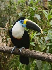 White-throated Toucan (Ramphastos tucanus), Ecuador