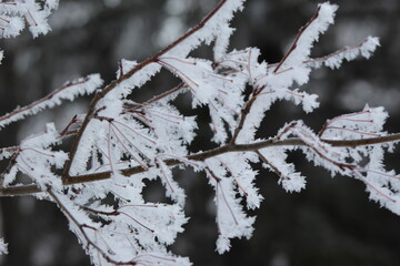 Hoarfrost on Winter Branch