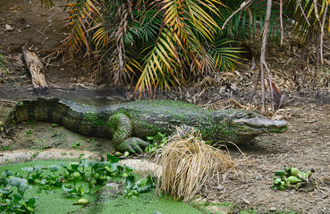 Black caiman (Melanosuchus niger), Ecuador