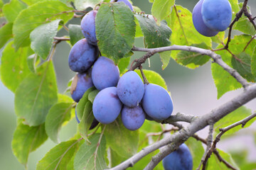 Fototapeta premium Tree branch with ripe plums