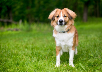 A red and white Spaniel mixed breed dog with fluffy hair on its ears standing outdoors