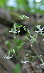 Silene grows in the wild