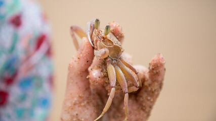 Crab in the hand of a girl, child close up