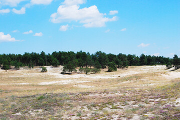 Fototapeta na wymiar Pine trees in the steppe, option 2