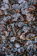 The texture of frozen leaves on a winters day