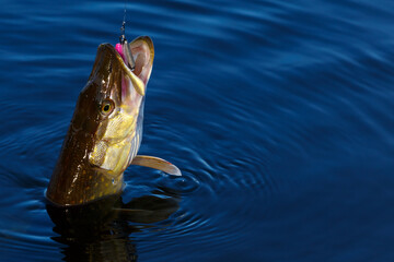 Close-up of caught pike fish trophy in water. Fishing background.Pike catch lure.