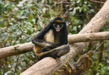 White-bellied spider monkey (Ateles belzebuth), Ecuador