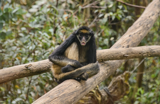 White-bellied spider monkey (Ateles belzebuth), Ecuador
