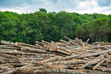 Pile of wood logs in field for forest industry on green trees background.