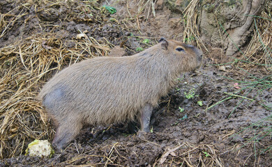 Capybara (Hydrochoerus hydrochaeris), the world's largest living rodent, Ecuador