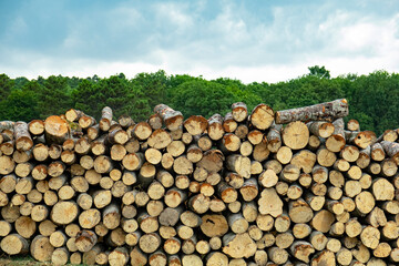 Pile of wood logs in field for forest industry on green trees background.