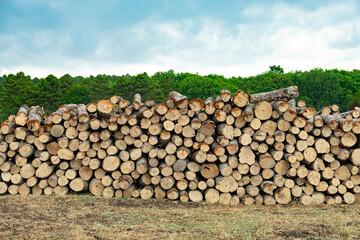Pile of wood logs in field for forest industry on green trees background.