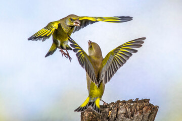 Grünfinken (Carduelis chloris) streiten sich