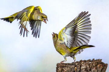 Grünfinken (Carduelis chloris) streiten sich
