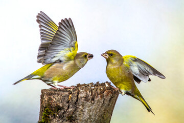 Grünfinken (Carduelis chloris) streiten sich