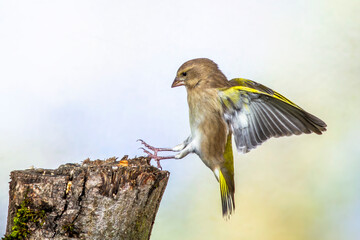 Grünfink (Carduelis chloris) im Landeanflug