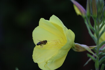 Apiformes flies into a blossom of the common evening primrose