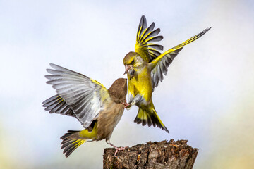 Grünfinken (Carduelis chloris) streiten sich