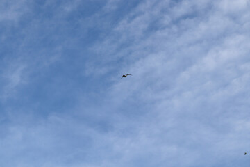 A gull fly in the cloudy blue sky