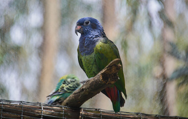 Blue-headed Parrot (Pionus menstruus), Cuenca, Ecuador