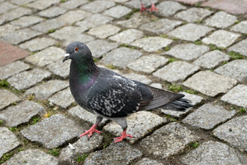 Pigeon in the square. View of a gray pigeon on a gray paving stone