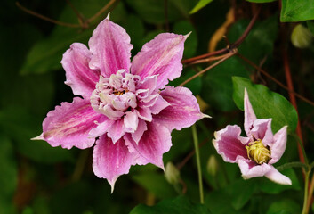 Pink clematis