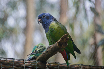 Blue-headed Parrot (Pionus menstruus), Cuenca, Ecuador