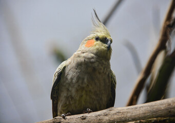 Cockatiel (Nymphicus hollandicus) at the Amaru Biopark, Cuenca, Ecuador