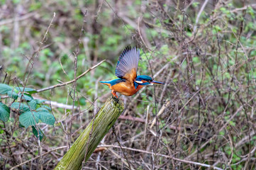 Female common kingfisher, alcedo atthis, in flight from winter branches