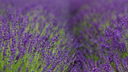 Obraz premium Field of Lavender, Lavandula angustifolia, Lavandula officinalis