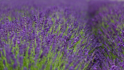 Fototapeta premium Field of Lavender, Lavandula angustifolia, Lavandula officinalis