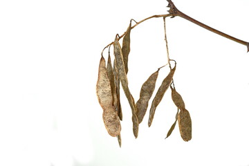acacia seeds isolated on white background