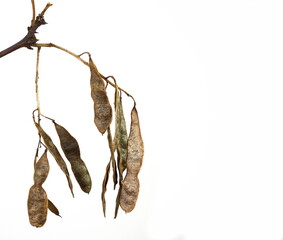 acacia seeds isolated on white background