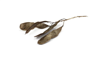 acacia seeds isolated on white background