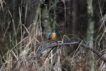 Eisvogel auf einem Ast