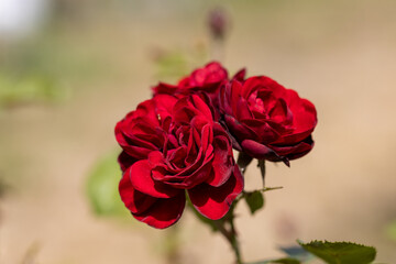 Detailed view. Red rose flower.