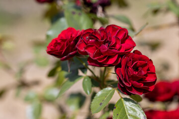 Detailed view. Red rose flower.