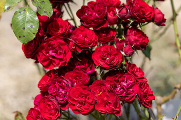Detailed view. Red rose flower.