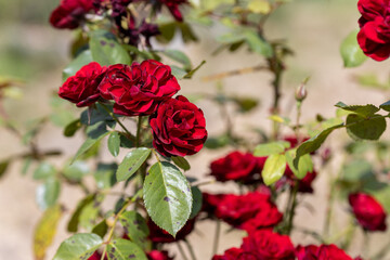 Detailed view. Red rose flower.