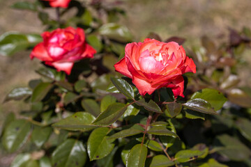 Detailed view. Red rose flower.