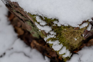Baumstamm im Schnee