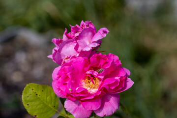 Naklejka premium Detailed view. Bee on a purple rose flower.