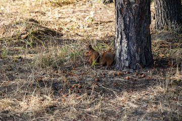 Red squirrel in the park eating nuts on a background of yellow-green grass.