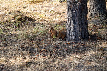 Naklejka na ściany i meble Red squirrel in the park eating nuts on a background of yellow-green grass.