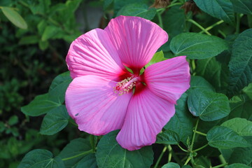 Pink flower of hibiscus moscheutos