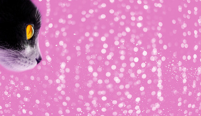 Tuxedo cat looking to the side, blurry bokeh background, horizontal view. Animals, holidays, pets conсept.